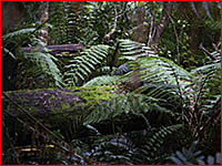 Ferns in Tasmania